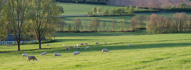 white cows graze at sunrise near village in german sauerland