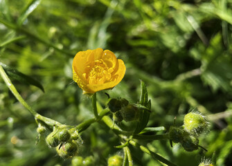 Close-up of a lonely yellow ranunculus flower against a green grass background
