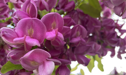 Close-up of pink flowers