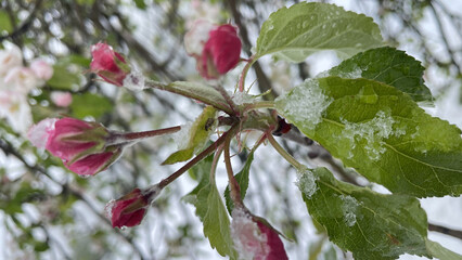 Close-up of pink buds of apple tree