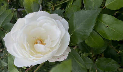 Close-up of a white rose