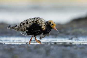 Ruff (Calidris pugnax) male feeding in the wetlands in summer.	