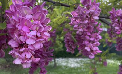 Close-up of pink flowers of Robinia pseudoacacia tree