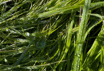 Close-up of green grass sprinkled with large drops of rain and dew