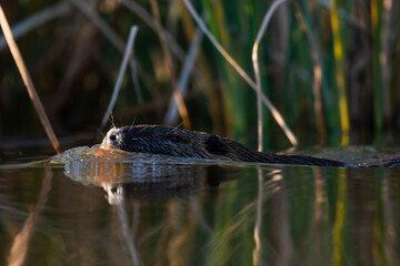 Coipo, Myocastor coypus, La Pampa Province, Patagonia, Argentina.
