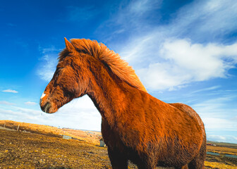 Close-up photo of an Icelandic horse in a pasture. Brown horse in a valley against a cloudy sky....