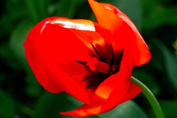 Closeup of a Bright Red Tulip Flower in Full Bloom with a Black Center