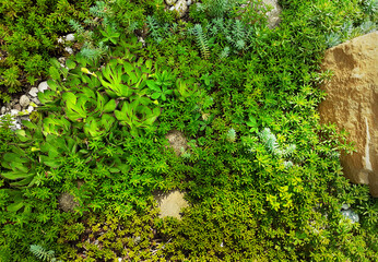 Green growth of saxifrage with elements of stones and boulders