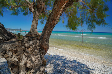 closeup tree on the  beach of Alykes