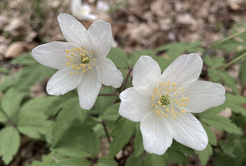 Close-up of white anemone flowers growing wild against a background of leaves and fallen foliage