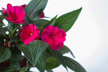 red begonia flower on a white background.