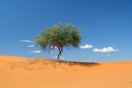 Arid Beauty: Lone Tamarisk Tree in Desert with Blue Skies and Green Vegetation