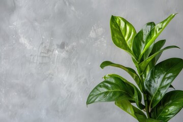 African Mask Plant: Indoor Houseplant with Green Leaves on Light Grey Botanical Background. Perfect