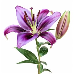 A Luxury Purple Lily Adds A Touch Of Elegance Against A Clean White Backdrop, Illustrations Images