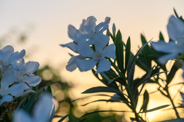 close-up of a branch of an oleander blooming with white flowers at sunset