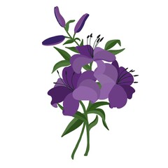 fioletowy kwiat © Zofia