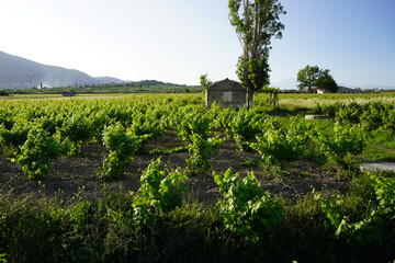 vineyards in Zakynthos island