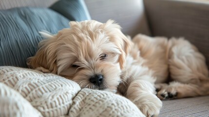 Photo of a light maltese puppy who falls asleep sweetly on the couch