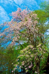 角館の枝垂れ桜