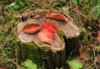 Foglie rosse dell'albero su un ceppo nella foresta
