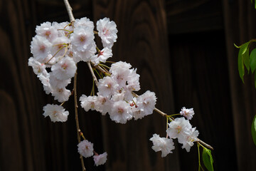 角館の枝垂れ桜