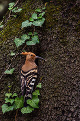 A common hoopoe (Upupa epops) in the entrance of its nest in an old oak