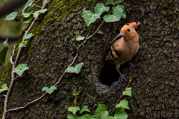 A common hoopoe (Upupa epops) in the entrance of its nest in an old oak