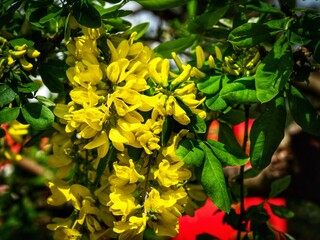 Yellow Laburnum Tree Flowers in Spring 