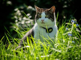 Tabby Cat in A Sunny Garden