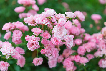 Beautiful Cluster of Delicate Pink Flowers on Green Bush in Natural Setting