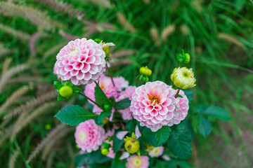 Pink Dahlia Flowers In Full Bloom With Green Foliage In The Background