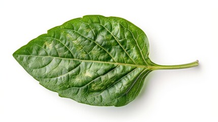 Close-up of a single basil leaf, the intricate vein patterns and glossy surface sharply contrasted on a pure white backdrop