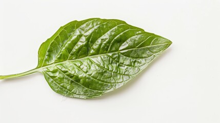 Close-up of a single basil leaf, the intricate vein patterns and glossy surface sharply contrasted on a pure white backdrop