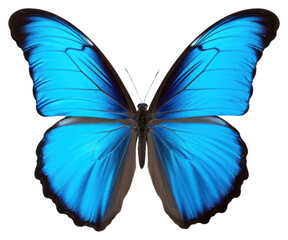 PNG  Butterfly animal insect blue.