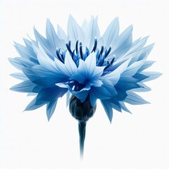hand-drawn blue cornflower flower on a light background, the national symbol of Belarus