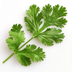 Appreciate The Intricate Details Of A Coriander Leaf, Its Vibrant Green Isolated Against A Pure White Background, Illustrations Images