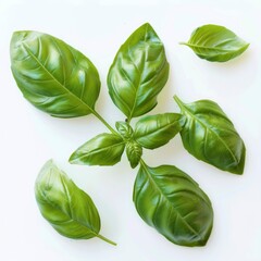 Obraz premium Basil Leaves Are Meticulously Isolated Against A Pristine White Background, Illustrations Images
