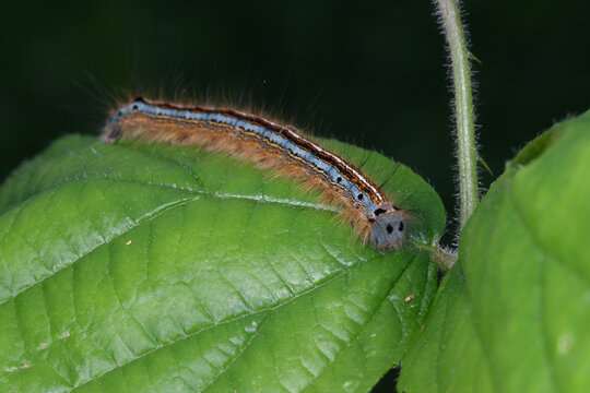 Chenille poilue de la Livr&eacute;e des arbres (Malacosoma neustria)  sur une feuille
