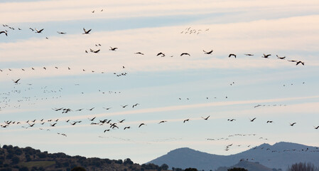 Group of common cranes (Grus) flying in blue sky during migrating from wintering in Laguna de Gallocanta, Aragon, Spain