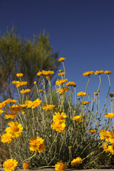 Desert marigold, yellow wildflowers