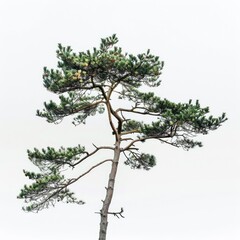 Fototapeta premium Feel The Tranquility Of Nature With A Pine Tree, Its Evergreen Branches Reaching Toward The Sky Against A Clean White Background, Illustrations Images