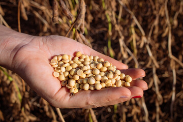 Hand hold soybean in a field, ready to be harvested