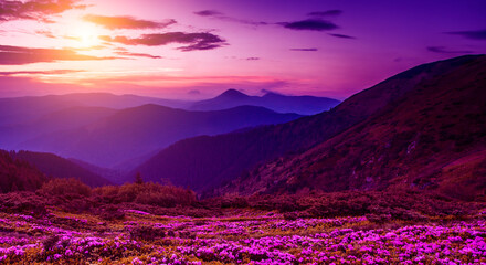 Carpathians, Ukraine, Europe, summer blooming pink flowers on background mountains, floral summer...