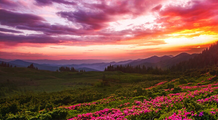 Carpathians, Ukraine, Europe, summer blooming pink flowers on background mountains, floral summer...