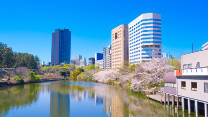 東京の桜の名所「外濠公園」 新宿・市ヶ谷