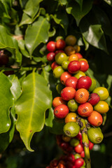 Cacho de Frutos de café maduro, montanhas de Minas Gerais