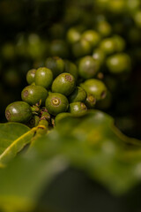 Frutos de café verde em galho de árvore cafeeira em plantação na cidade de Varginha, no estado...