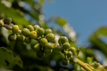 Frutos de café verde em galho de árvore cafeeira em plantação na cidade de Varginha, no estado de Minas Gerais, Brasil