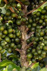 Frutos de café verde em galho de árvore cafeeira em plantação no estado de Minas Gerais, Brasil