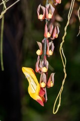 Mysore trumpetvine (thunbergia mysorensis) flowers in bloom